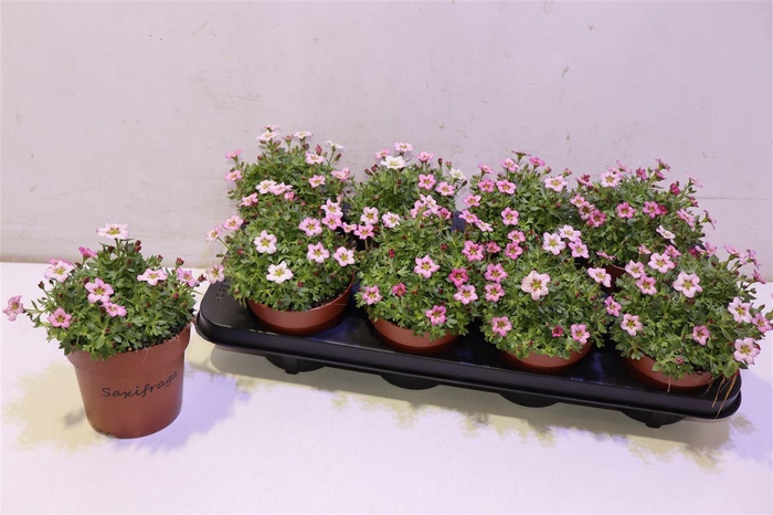 <h4>arr8 Saxif Ar Alp Rose</h4>