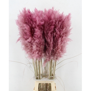 CORTA SELLOAN KLB H%