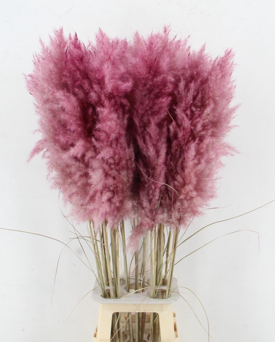 <h4>CORTA SELLOAN KLB H%</h4>