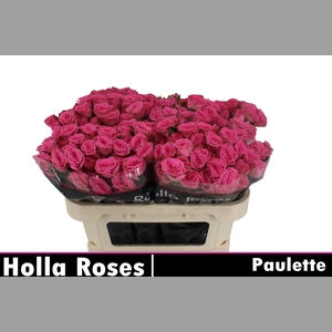 R TR PAULETTE!