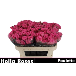 R TR PAULETTE!