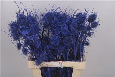 <h4>Dipsacus Dark Blue + Glitter</h4>