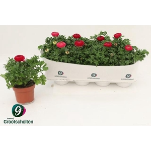 RANUN SPRINK VIO BIC