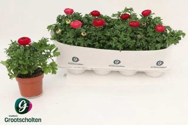 <h4>RANUN SPRINK VIO BIC</h4>