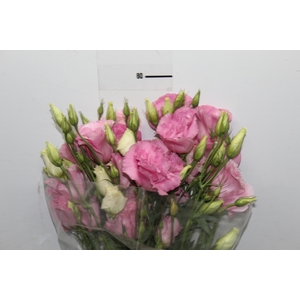 LISIANTHUS ROSA CLARO 070 CM