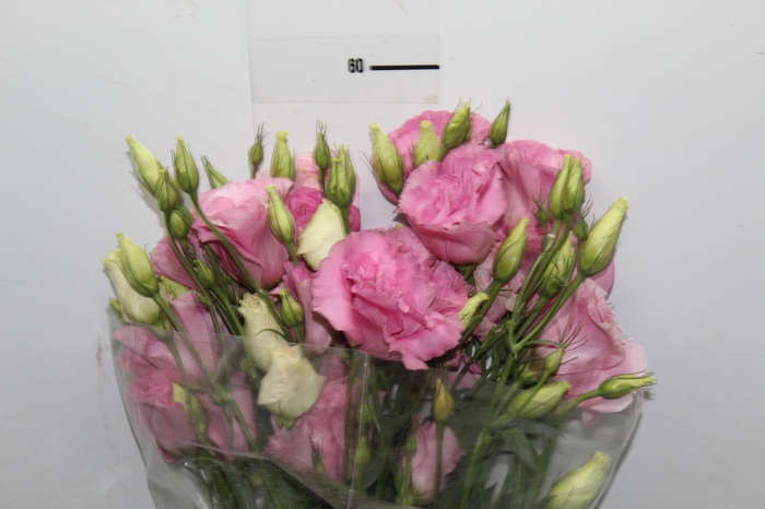 LISIANTHUS ROSA CLARO 070 CM