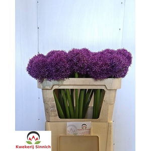 Allium Globemaster