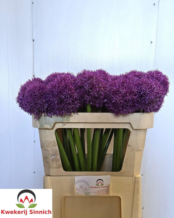 <h4>Allium Globemaster</h4>