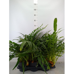 Aglaomorpha coronans   ...juveniel