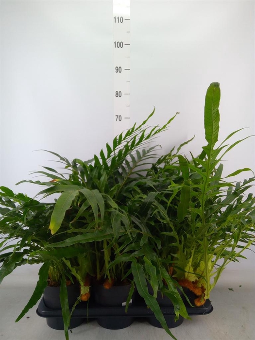 <h4>Aglaomorpha coronans ...juveniel</h4>