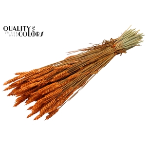 Triticum per bunch Orange