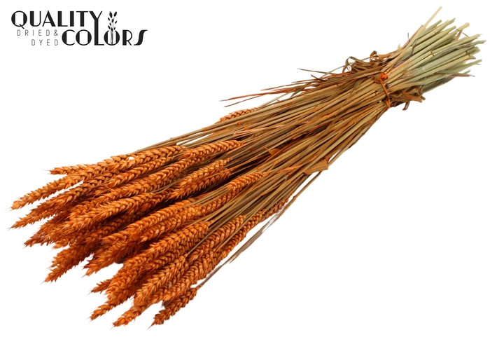 Triticum per bunch Orange