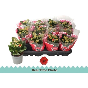 KALAN CALAN RED GOLD GLITTER P9