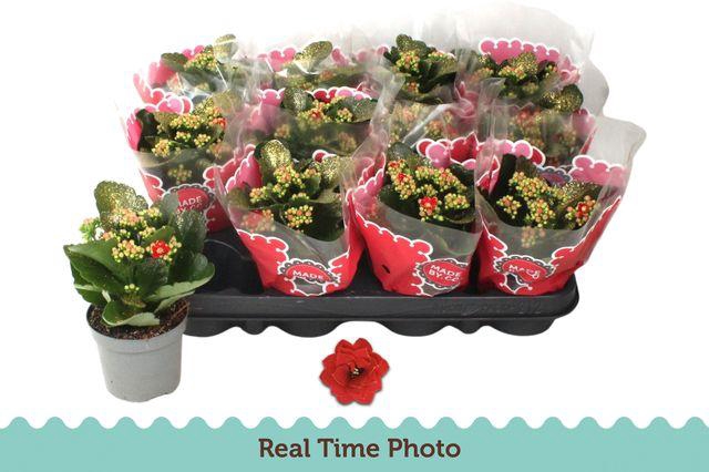 <h4>KALAN CALAN RED GOLD GLITTER P9</h4>