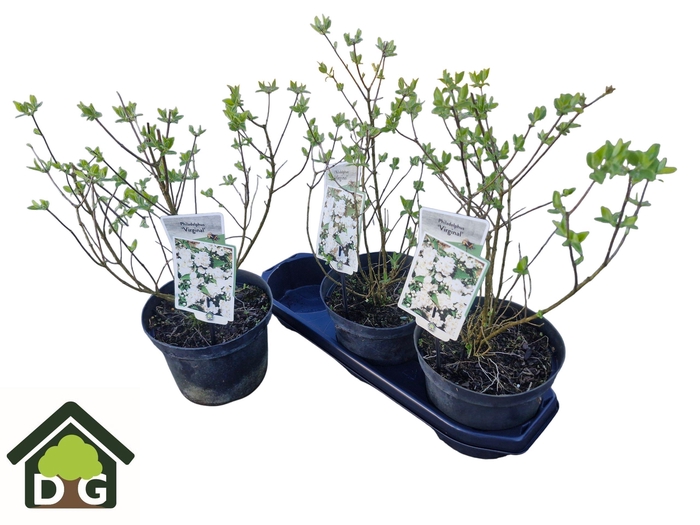 <h4>PHILA VIRGINAL</h4>