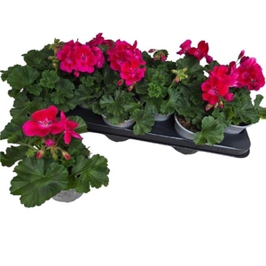 PEL ZON DV M PUR EYE