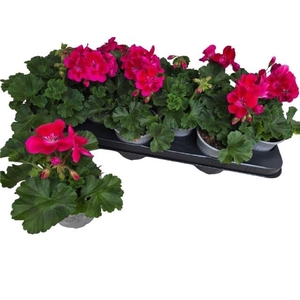 PEL ZON DV M PUR EYE