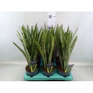 Sansevieria trifa.   ...