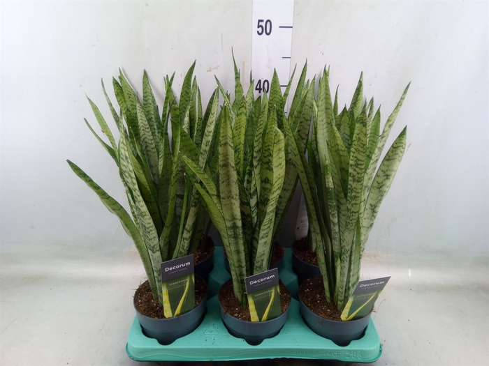 <h4>Sansevieria trifa.   ...</h4>