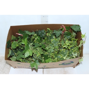 HEDERA VARIADO C21 MIN 100 CM PENDENTE