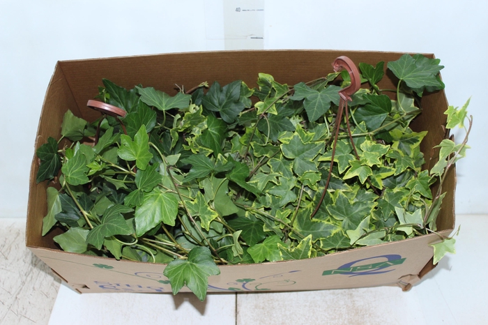 <h4>HEDERA VARIADO C21 MIN 100 CM PENDENTE</h4>