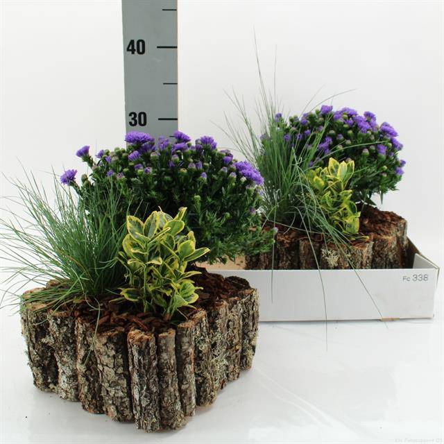 <h4>ARR TUINPLANTEN</h4>