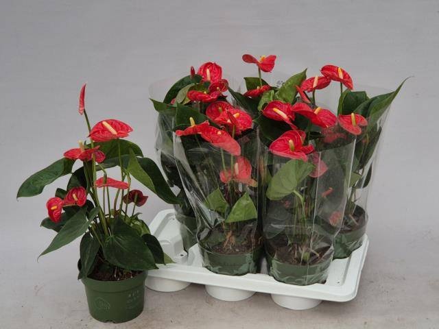 <h4>ANTHU AN MADURAL</h4>