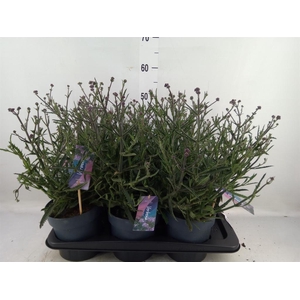 Verbena bonariensis