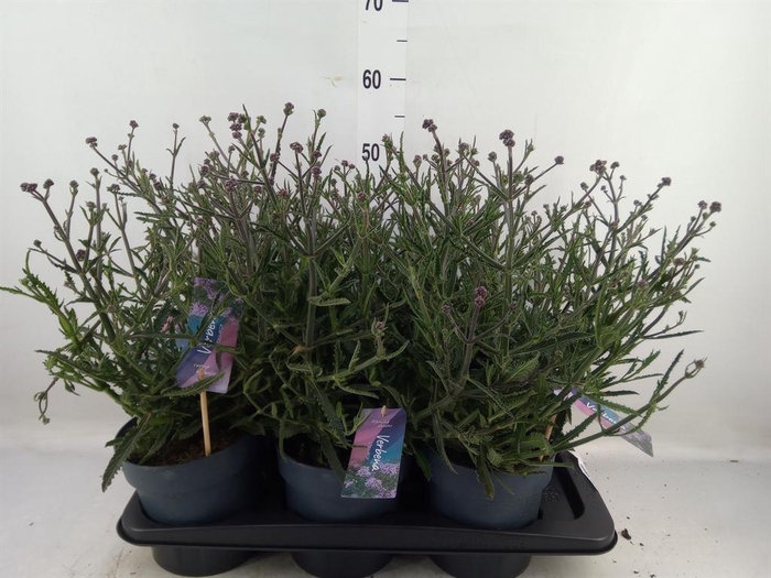 <h4>Verbena bonariensis</h4>