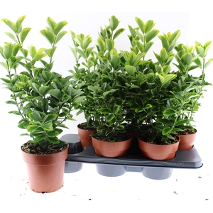EUONYMUS JA AUREOMAR