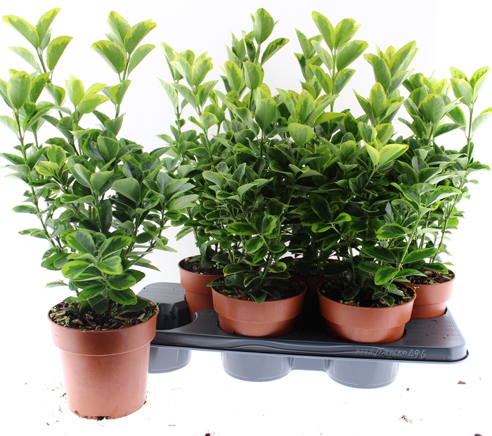 <h4>EUONYMUS JA AUREOMAR</h4>