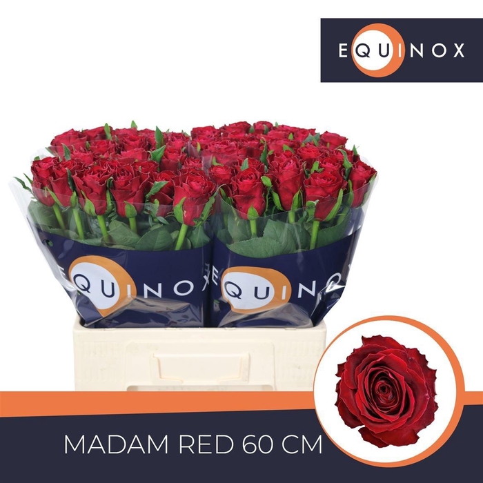 <h4>R GR MADAM RED</h4>