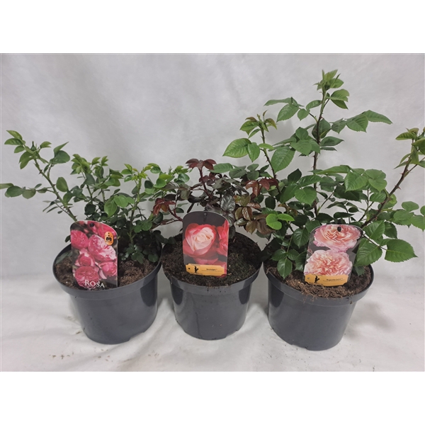 <h4>Roos struik grootbloemig P23 MIX licentie</h4>