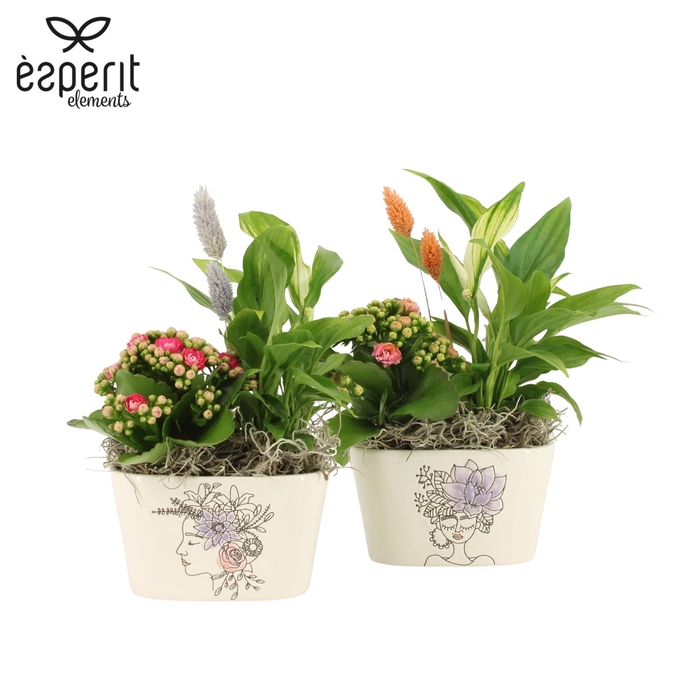 <h4>22149: Lovess arrangement</h4>