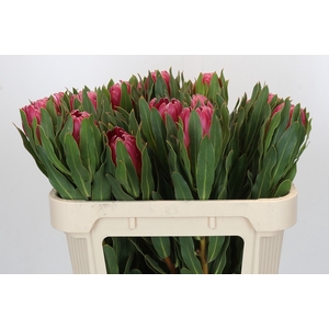 PROTEA BRENDA