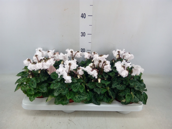 <h4>Cyclamen MD 'Merengue'</h4>