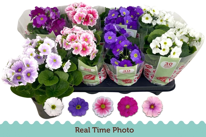 <h4>PRIM OB TM GEM</h4>