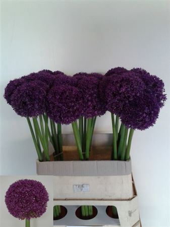 <h4>Allium Ambassador</h4>