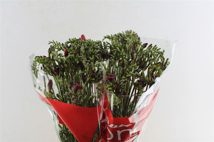 <h4>Fr En Red Baron</h4>