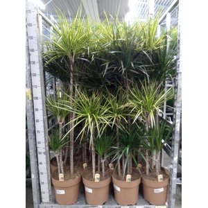Dracaena   ...mix
