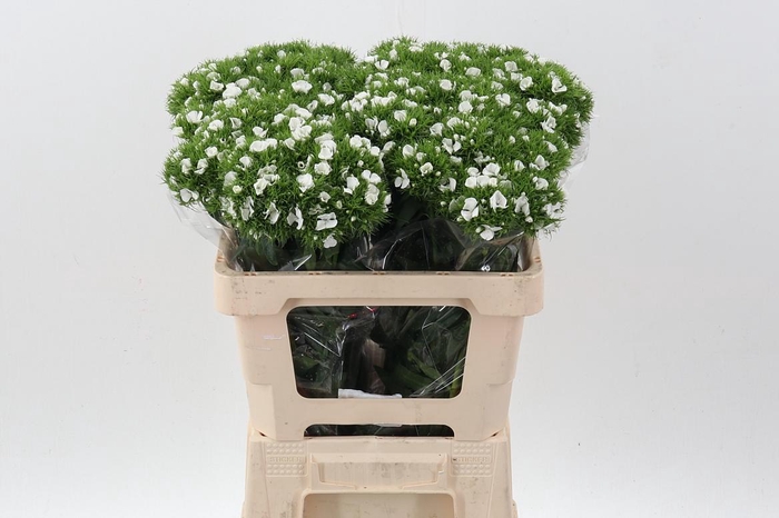 <h4>Di Barb White</h4>