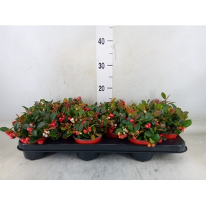 Gaultheria proc. 'Verry Berry'