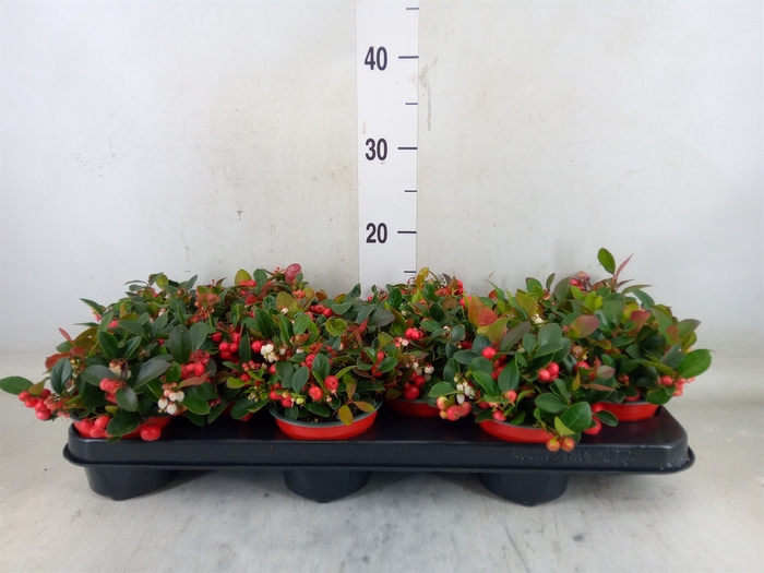 <h4>Gaultheria proc. 'Verry Berry'</h4>