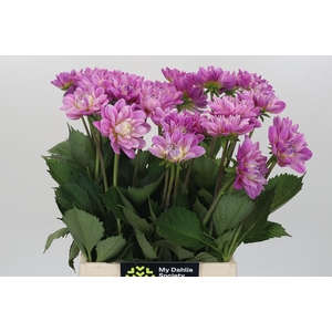 Dahlia Purple Onesta