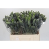 Eryngium Electric Dynamite