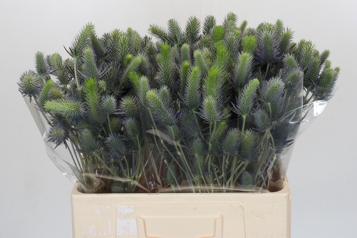 Eryngium Electric Dynamite