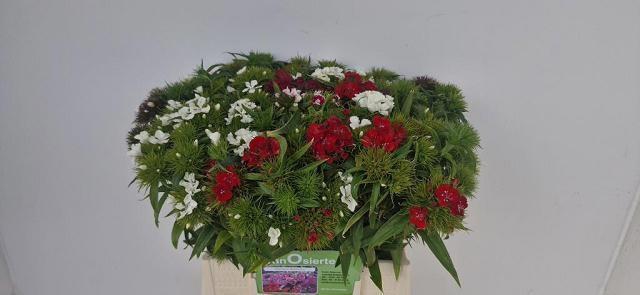 <h4>DI BARB GEM BOS</h4>