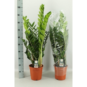 ZAMIO ZAMIIFOLIA