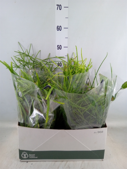 <h4>Rhipsalis   ...mix</h4>