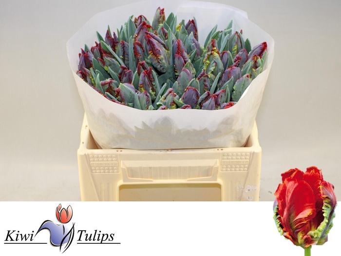 <h4>TU PA ROCOCO</h4>